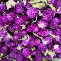 千日红花茶，工艺千日红，千日紫，批发花茶