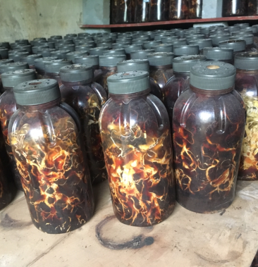 大量供应优质蜜环菌栽培种品质稳定品种a9京234