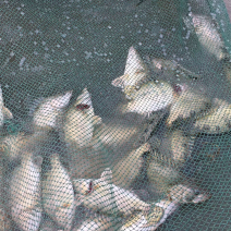 鲜活鳜鱼