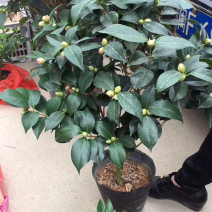 茶花