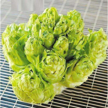 儿菜