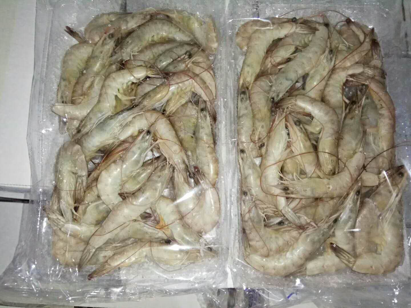 对虾饲料拌药操作图,展示如何将药物均匀拌入饲料中 对虾饲料拌药操作图