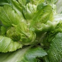 儿菜