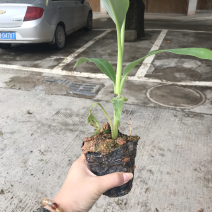 红香蕉苗红香蕉消化不良有好处