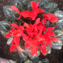 仙客来，室内观赏花，颜色全，质量好价格低