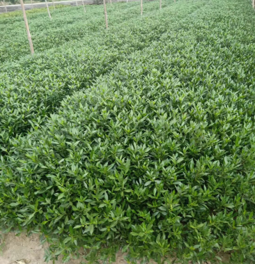 小叶栀子 小叶栀子40左右高度,20冠 基地供应