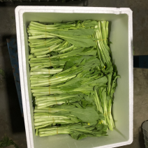 红菜苔、白菜苔，新鲜采摘，专车发货！