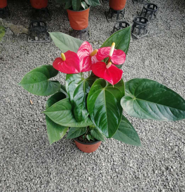 红掌特伦萨密西根红霸天皇冠马都拉粉掌品种齐全