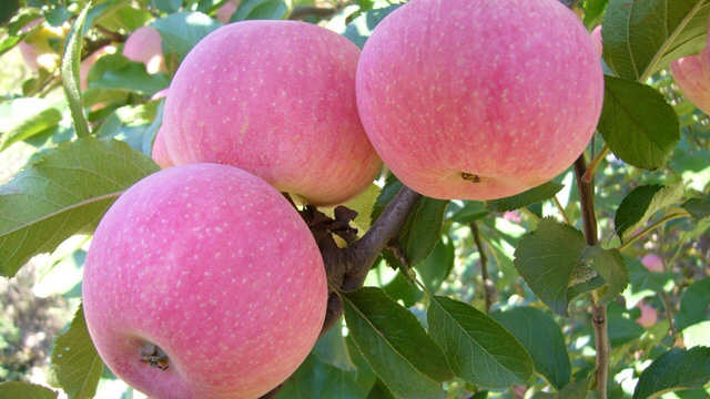 一片整齐的国光苹果果园,果树枝头挂满红绿相间的果实,农民正在手工采摘,地面覆盖落叶,体现生态种植环境 国光苹果果园实景