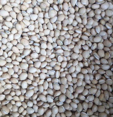 白扁豆 颗粒饱满圆润光滑 一公斤一袋 包邮 健脾化湿