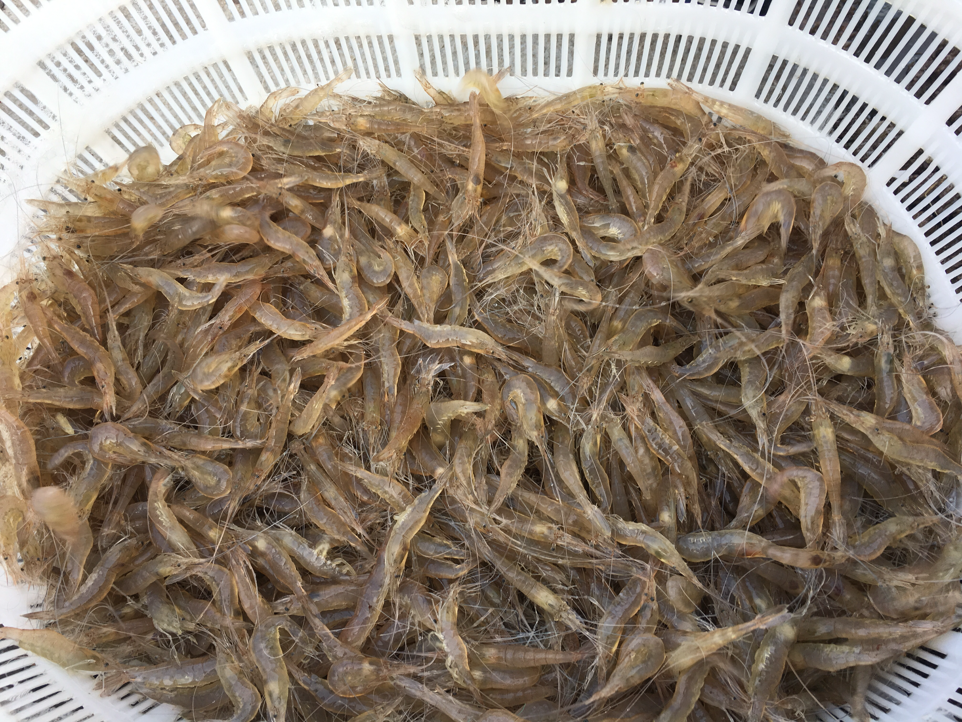 对虾收获与分拣操作