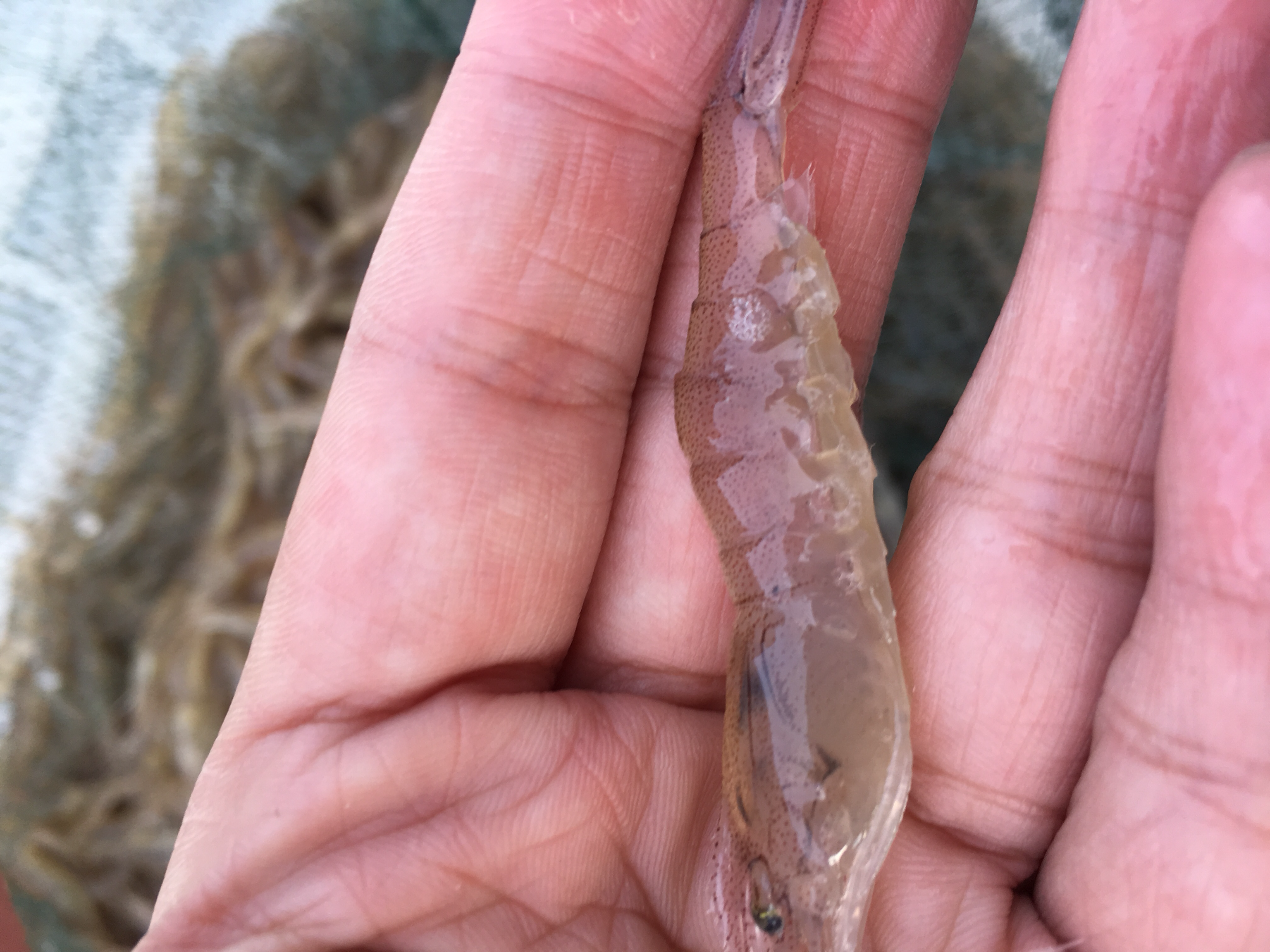 展示对虾须部断裂、残缺的特写图片,清晰显示病变部位 对虾断须症状图