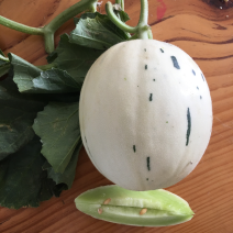 绿肉流星瓜