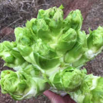 重庆市潼南区精品儿菜