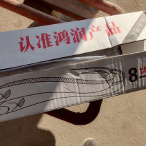 刀鱼