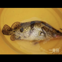 鳜鱼