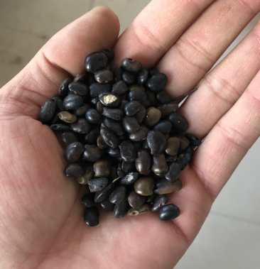 国槐种子 国槐籽 纯新货饱满 干净 芽率好