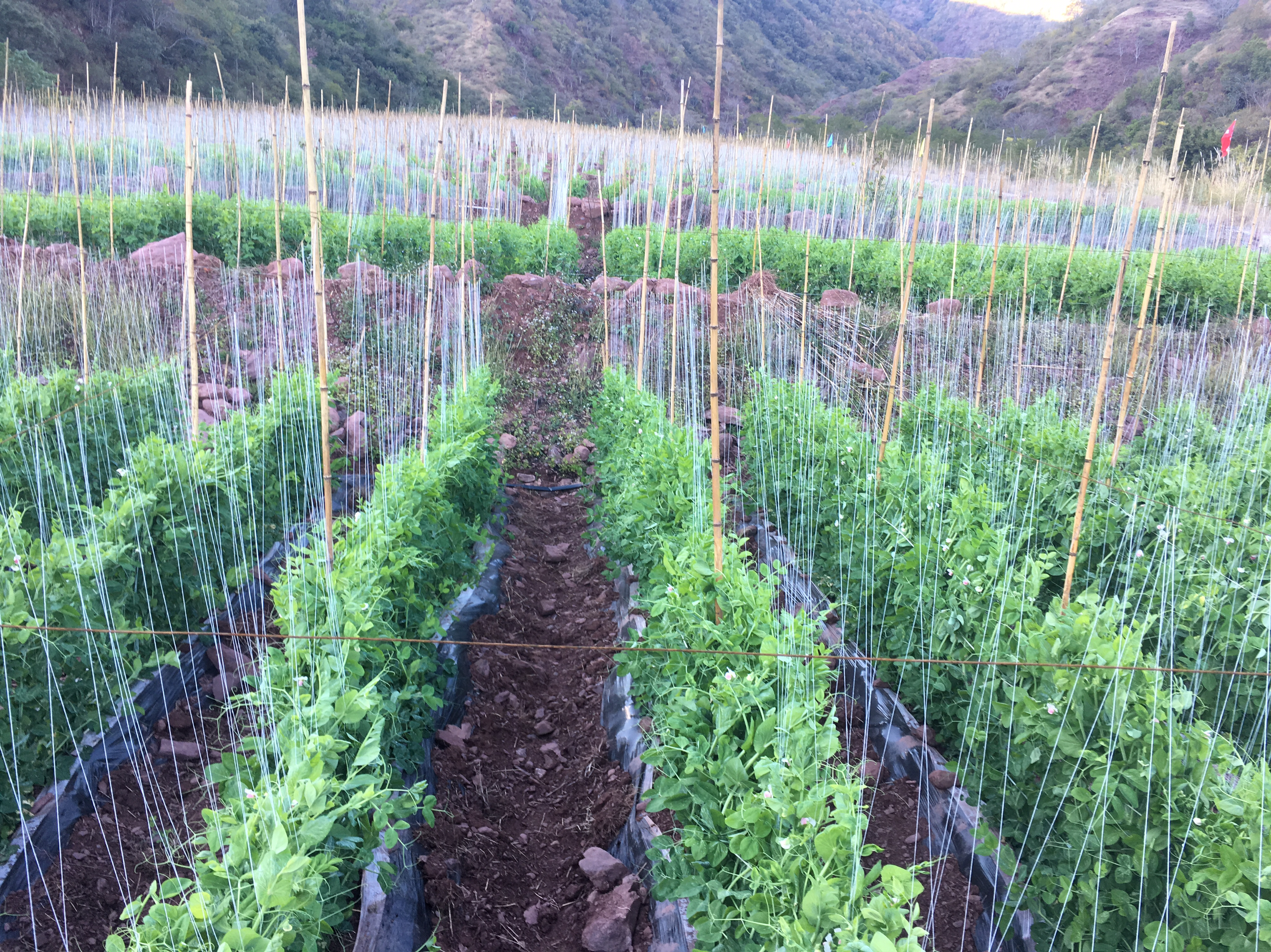 春季荷兰豆种植实景图,展示刚出苗的荷兰豆田块 荷兰豆春季种植田间实景