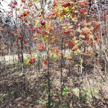 百花花楸苗花楸小苗东北花楸种子