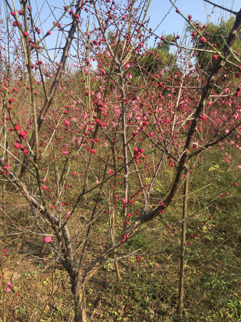 红梅枝条图片,枝条图片(第4页)_大山谷图库