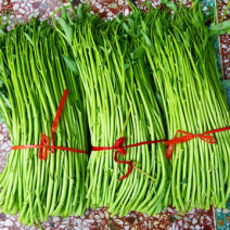 博白空心菜可大量现货旱改水空心菜种