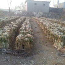 五叶齐35~40cm毛葱2cm左右