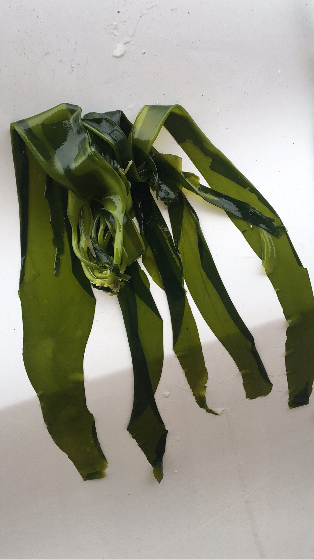 [海带批发]海带价格3.58元/斤 - 一亩田