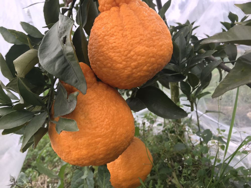 新鲜采摘的四川不知火柑堆放在竹筐中，表皮呈黄橙色略带麻点，阳光照射下泛着自然光泽，背景为果园环境