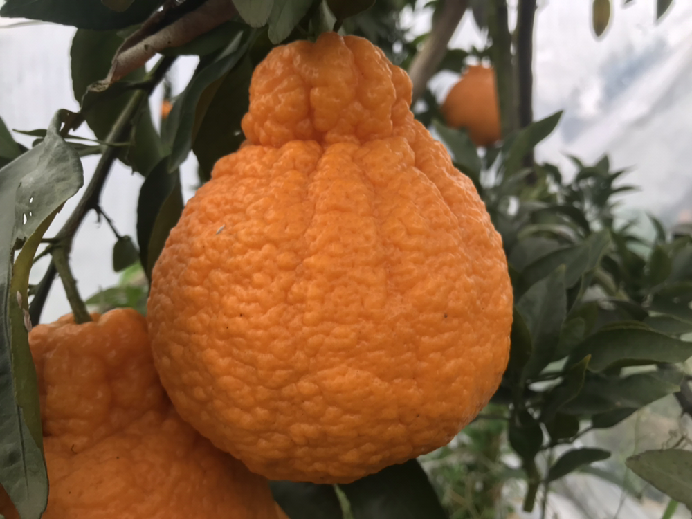 四川不知火柑特写