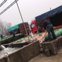 精品芦蒿