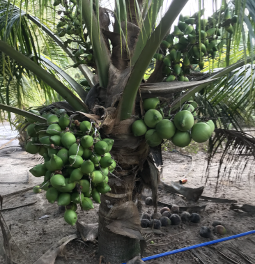 泰国矮种甜水椰子苗批发零售,培育基地直供,可视频看货.