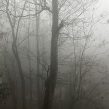 柿子树