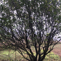 香泡树，柚子树供应