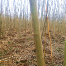 合欢河南合欢合欢批发合欢种植基地基地直接发货