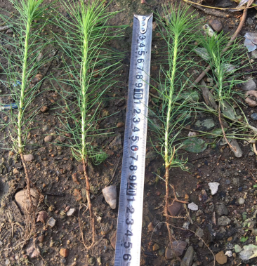 樟子松裸根一年苗.8-16公分