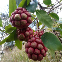 黑老虎果