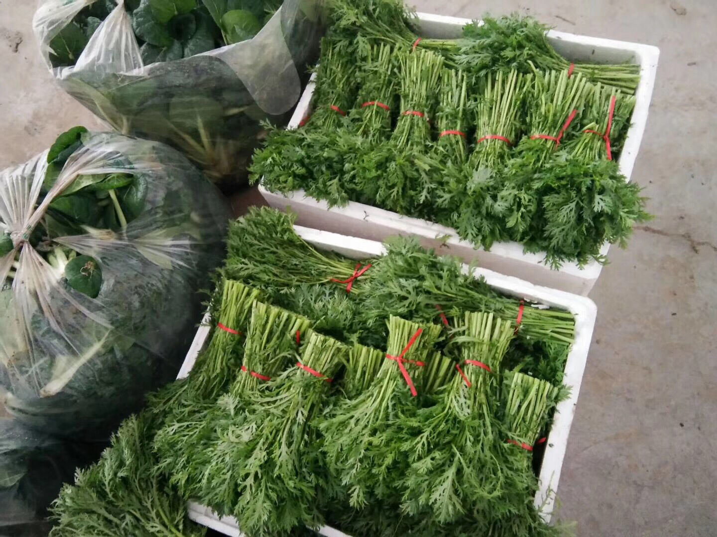 清洗后的茼蒿