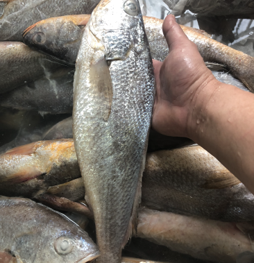 [拉菲黄鱼批发]印尼拉菲黄鱼价格25.00元/斤 - 一亩田