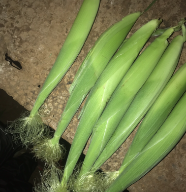 [玉米笋批发]大量玉米笋价格0.70元/斤 - 一亩田