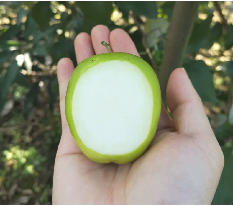 切开的青枣果实横截面对比图