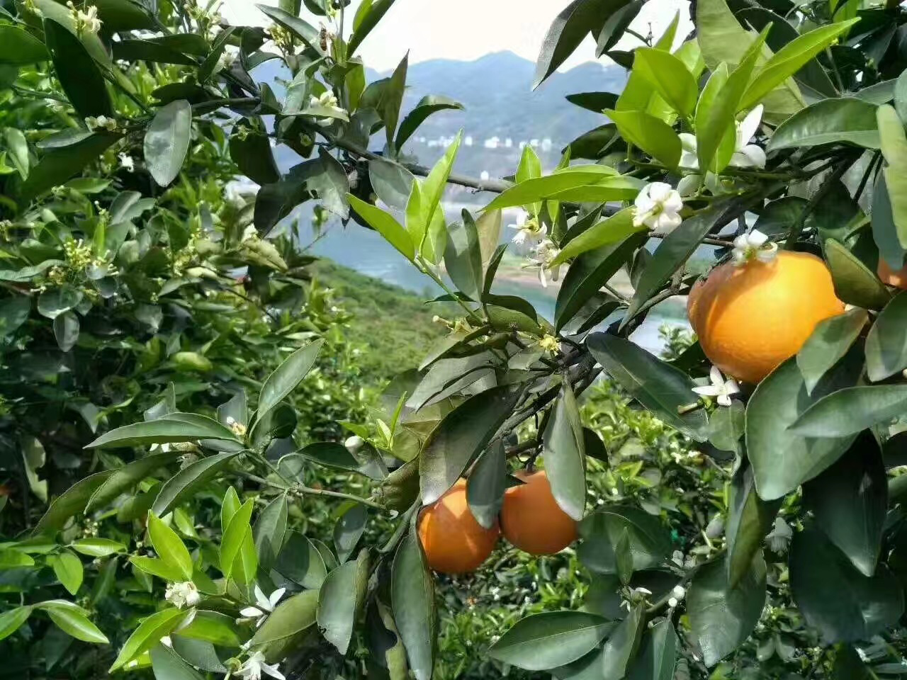 冰淋橙夏果园实景图,展示果实在树上自然成熟的景象 冰淋橙夏果园实景图