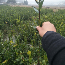 油茶苗，两年生良种嫁接油茶小杯苗，土杯苗