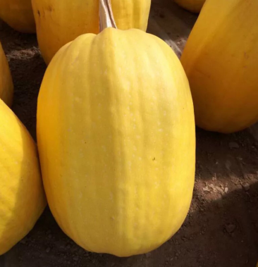 金丝瓜金丝搅瓜崇明特产