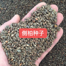 侧柏种子