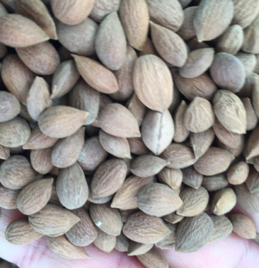 郁李仁 中药材郁李仁无硫正宗新货颗粒饱满 一公斤一袋包邮