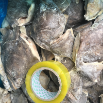 格陵兰鲽鱼头