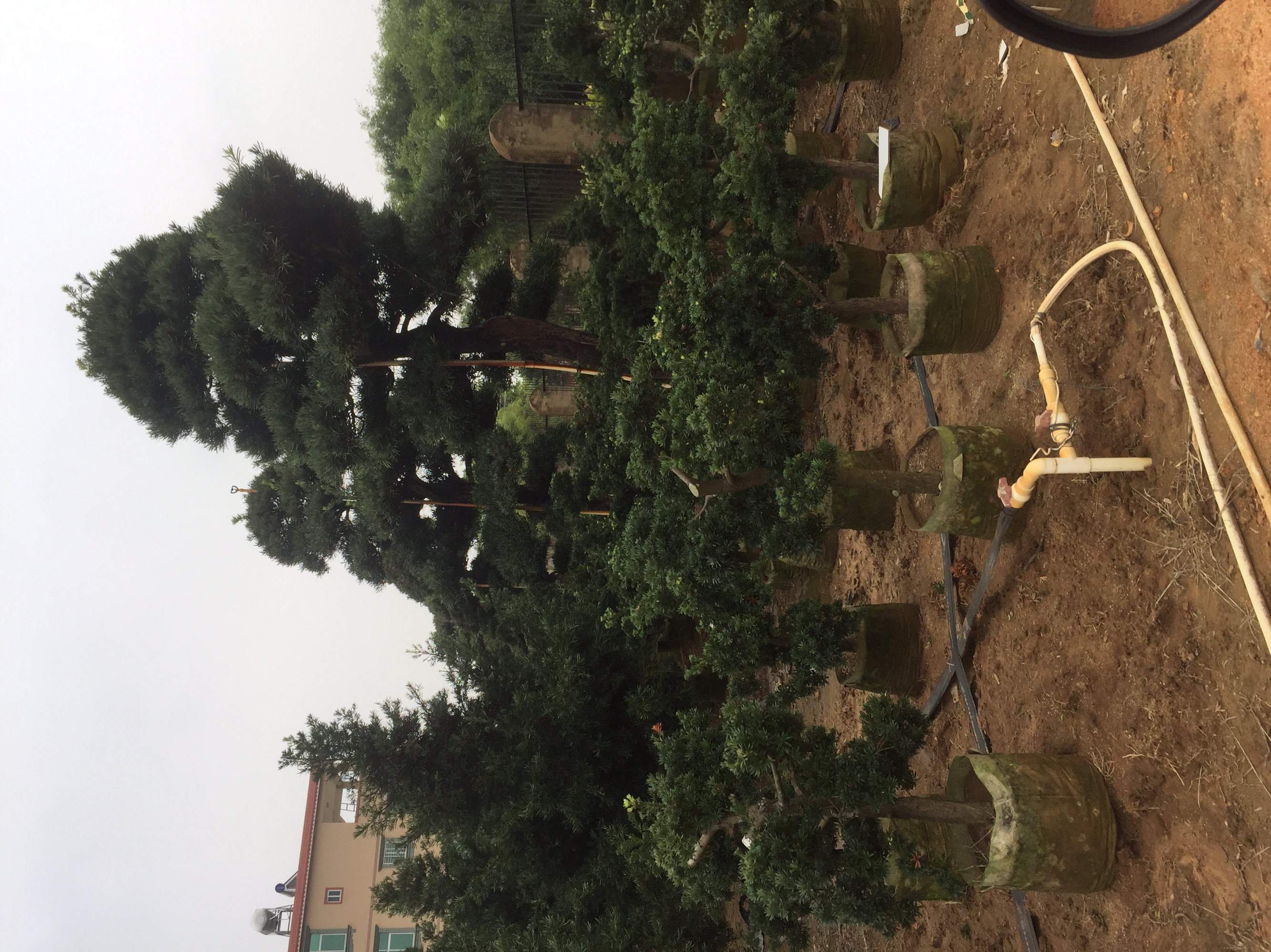 罗汉松养护管理场景