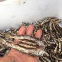 油炸蓝刀鱼