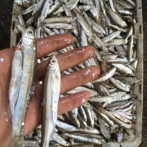 冰鲜蓝刀鱼