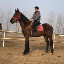 半血马多少钱骑乘马价格哪里的马便宜马驹多少钱